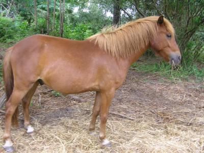 Cheval discount couleur caramel